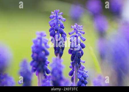 Immagine dettagliata dello Giacinto dell'uva azzurra in piena fioritura (Pseudomuscari azureum) Foto Stock