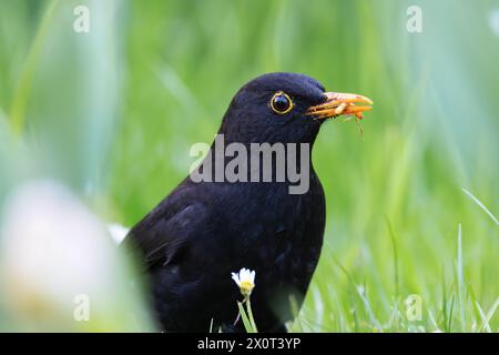 primo piano del foraggiamento maschile di uccelli neri comuni per vermi sul prato (Turdus merula) Foto Stock