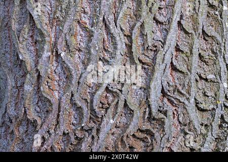 interessante motivo naturale sulla corteccia di tiglio, sfondo reale pronto per il tuo progetto Foto Stock