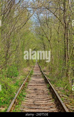 Ucraina. Molla. Ferrovia nella fitta foresta decidua. Tunnel dell'Amore Foto Stock