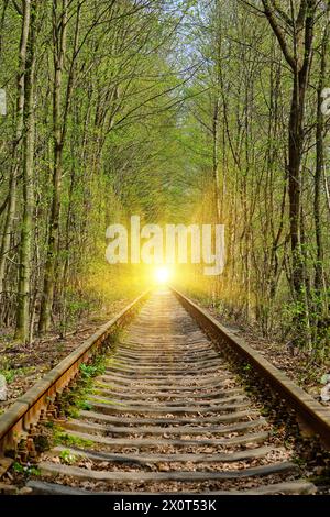 Ucraina. Molla. Ferrovia nella fitta foresta decidua. Tunnel dell'Amore Foto Stock