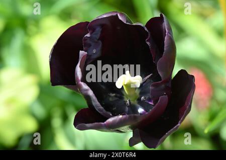 Ricco fiore primaverile viola, quasi nero, di tulipani di Triumph, tulipa Paul Scherer nel giardino inglese di aprile Foto Stock