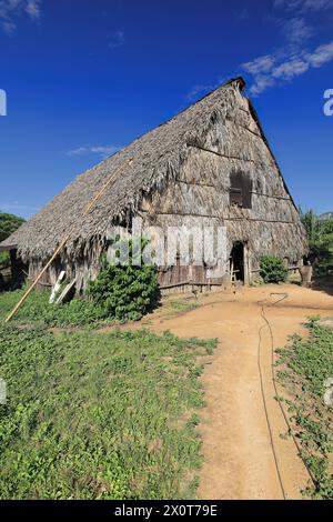 170 capanna Bohio, capanna agricola vernacolare di tronchi di palma e foglie basata sulle case degli abitanti nativi dell'isola. Vinales-Cuba. Foto Stock