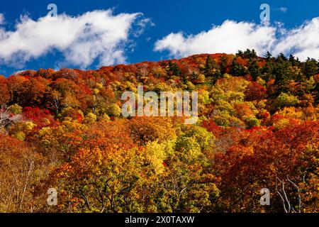 Monte Hachimantai, fogliame autunnale, città di Kazuno, Akita, Giappone, Asia orientale, Asia Foto Stock