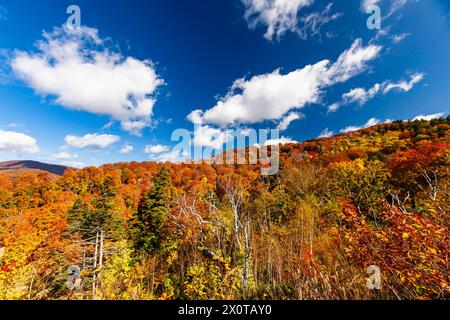 Monte Hachimantai, fogliame autunnale, città di Kazuno, Akita, Giappone, Asia orientale, Asia Foto Stock