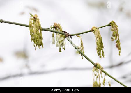 Un paio di Boxelder Bugs (Boisea trivittata) hanno trovato un accoppiamento su un vero e proprio ramo dell'Acero di Box Elder (Acer negundo) in un giorno di primavera coperto. Foto Stock