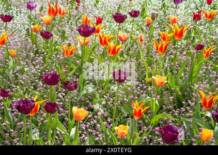 Tulipani gialli, rossi e viola multicolori circondati da piante selvatiche in un giardino esposto al sole estivo Foto Stock