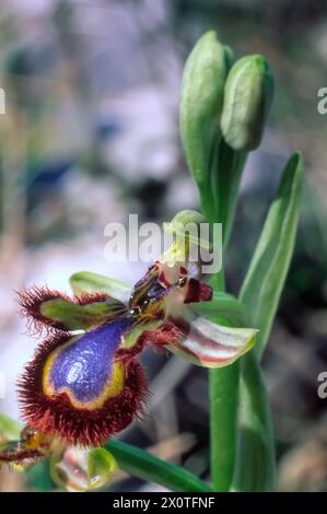 Orchidea specchio (Ophrys speculum), Orchidaceae. Erba perenne bulbosa, orchidea spontanea, pianta selvatica. fiori blu. Foto Stock