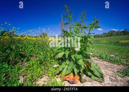 Bacino a foglia larga (Rumex obtusifolius), Poligonaceae. Erba perenne, pianta selvatica delle colture estive. fiori insignificanti. Foto Stock