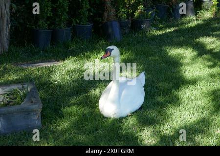 Hollywood, California, USA 9 aprile 2024 Swan at Hollywood Forever Cemetery il 9 aprile 2024 a Hollywood, California, USA. Foto di Barry King/Alamy Stock Photo Foto Stock