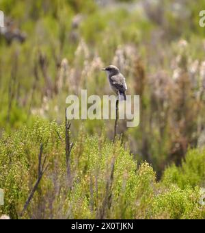 Piccolo uccello appollaiato su un ramo sul bordo di una foresta vicino al lago Victoria Foto Stock