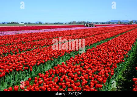 Mount Vernon, WA, USA - 10 aprile 2024; campo agricolo di file di tulipani rossi sotto cielo limpido con trattore agricolo Foto Stock
