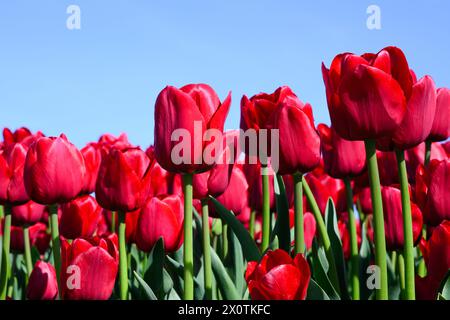 Primo piano di fiori di tulipani rossi su gambi verdi nel campo agricolo Foto Stock