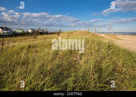 Outer Banks, Avon, North Carolina. L'Oats (Uniola Paniculata) stabilizza la sabbia lungo la spiaggia, formando una barriera protettiva per le case sulla sinistra. Foto Stock