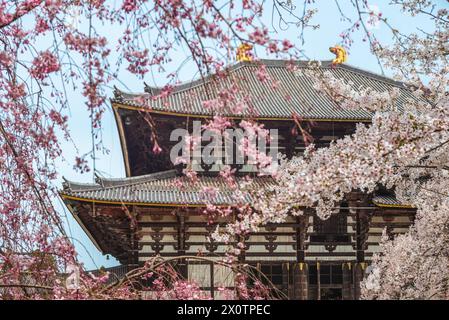 Grande sala del Buddha di todaiji con fiori di ciliegio a nara, in giappone Foto Stock
