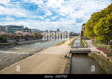 I ciliegi fioriscono lungo il fiume Kamo nella città di Kyoto, Kansai, Giappone Foto Stock