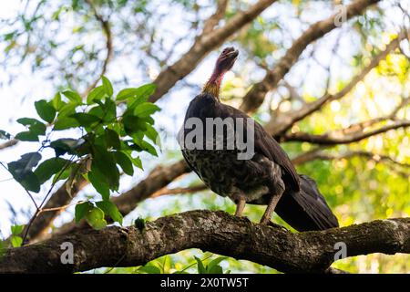 Tacchino australiano (Alectura lathami), arroccato su un albero. Foto Stock