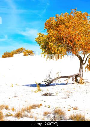 cottonwood colorato in autunno con cottonwood in lontananza al Whie Sands National Park, New Mexico. Foto Stock