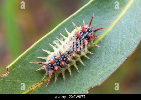 Doratifera quadriguttata, la falena a quattro macchie, è una falena della famiglia Limacodidae, qui un bruco con le sue numerose appendici Foto Stock