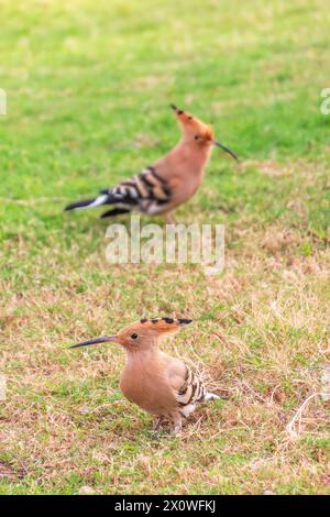 Coppia di hoopoes eurasiatici o hoopoes comuni (epops Upupa) da vicino su un fondo di erba verde naturale. Luce di prima mattina su un Hoopoe eurasiatico Foto Stock