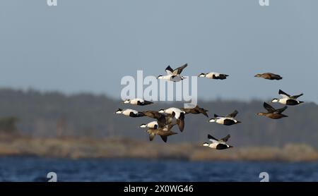 Eiders comuni in volo Foto Stock