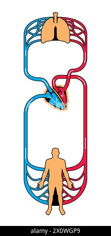 illustrazione del sistema circolatorio arterioso e venoso umano Foto Stock