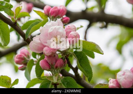 Questa suggestiva immagine stock cattura l'incantevole momento in cui il primo albero di mele in fiore svela i suoi petali tra una miriade di gemme rosa chiuse. Il Foto Stock