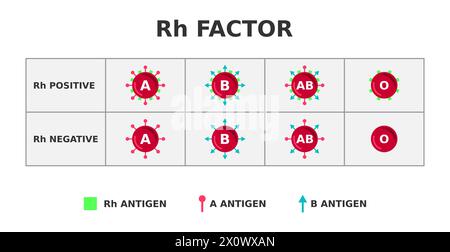 Sistema del gruppo sanguigno a fattore Rh. DX positivo su DX negativo. Antigene del rhesus D sulla superficie dei globuli rossi. Importnace in trasfusione di sangue. Vettore Illustrazione Vettoriale