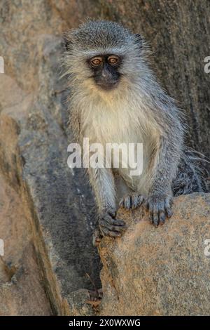 Vervet scimmia seduta su una scogliera. Foto Stock