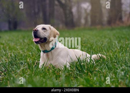 La giovane bionda labrador retriever giace nell'erba umida mentre piove, con il copyspace sopra Foto Stock