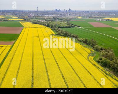 Rapsblüte bei Frankfurt am Main Ein Rapsfeld im Frankfurter Nordwesten steht in voller Blüte, während sicham Horizont die silhouette der Frankfurter Bankenskyline erhebt. Luftbild mit einer Drohne Frankfurt am Main Hessen Deutschland *** fioritura di colza vicino a Francoforte sul meno Un campo di colza nel nord-ovest di Francoforte è in piena fioritura, mentre la silhouette dello skyline bancario di Frankfurts sorge all'orizzonte Vista aerea con un drone Frankfurt am Main Hesse Germany 2024-04-14 ffm rapsfeld 04 Foto Stock