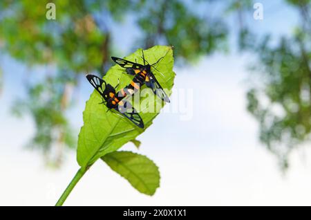 Coppia di farfalle ad ala di vetro che si accoppiano sulla foglia dell'albero verde Foto Stock