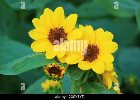 Coppia di vibranti girasoli gialli che sbocciano nel giardino Foto Stock