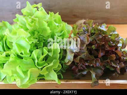 Mazzi di lattughe fresche di quercia verde, quercia rossa e Frillice Iceberg Foto Stock