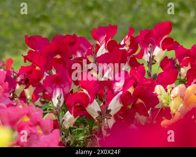 Comuni fiori rossi brillanti dello snapdragon. Antirrhinum majus pianta fiorita nel giardino. Foto Stock
