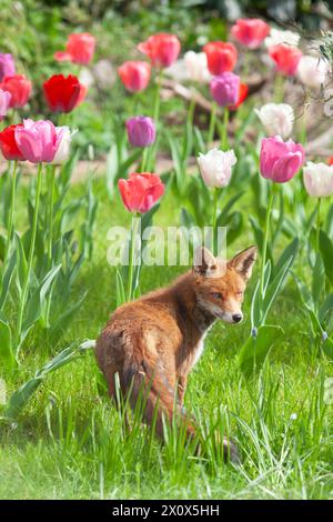 UK Weather, London, 14 aprile 2024: Dato che la capitale gode di un fine settimana caldo prima che il tempo piovoso ritorni lunedì, una volpe in un giardino a Clapham mostra quanto sia piccola rispetto ai tulipani. Il vixen ha una cucciolata di cuccioli in una tana vicina. Crediti: Anna Watson/Alamy Live News Foto Stock