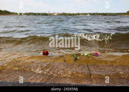 14 aprile 2024, Brandeburgo, Fürstenberg/Havel: Rose sono state gettate nello Schwedtsee come parte dell'evento commemorativo centrale per celebrare il 79° anniversario della liberazione del campo di concentramento femminile di Ravensbrück in memoria di coloro che sono stati uccisi. Foto: Joerg Carstensen/dpa Foto Stock