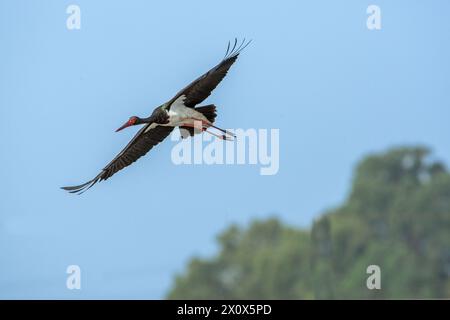 Gregge di cicogna nera (Ciconia nigra) Foto Stock