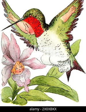 Bird Children - The Little Playmates of the Flower Children di Elizabeth Gordon. Opera di Marion T. Ross - 1912 - Un vibrante colibrì rosso verde. Foto Stock