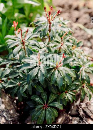 Pieris fiamma della foresta con la luce del sole, primo piano Foto Stock