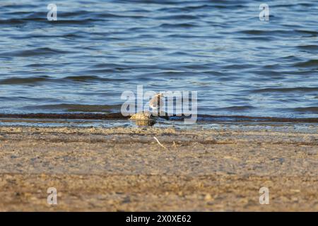 Piccolo Plover ad anello (Charadrius dubius) in cerca di cibo sulla riva della palude di Beniarres, Spagna Foto Stock