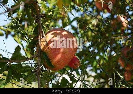 Il frutto tropicale è appeso ad un ramo d'albero ed è chiamato Melograno, Punica granatum, in lingua latina. Foto Stock