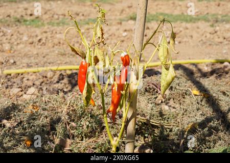 Peperoni rossi secchi sul gambo della pianta del peperoncino essiccato alla fine dell'estate. Foto Stock