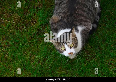 Un gatto seduto sull'erba che guarda verso l'alto verso la telecamera. La foto viene scattata con una vista ad angolo alto. Foto Stock
