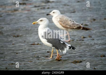 Bandar Abbas, Iran, gennaio, svernano adulti e giovani (secondo inverno) Heuglin Gulls (Larus heuglini) uccelli vecchi e giovani sulla riva dello stretto di ho Foto Stock