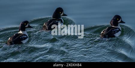 Tre occhi d'oro maschi di Barrow (Bucephala islandica) nuotano vicino a Galiano Island nella Columbia Britannica, Canada. Foto Stock