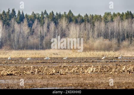 Cigno di Whooper (Cygnus cygnus) su terreni agricoli (campi di grano) nell'Europa settentrionale Foto Stock