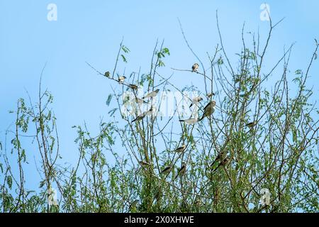 Silverbill indiano (Euodice malabarica) o silverbill africano (Euodice cantans) negli uccelli svernanti degli Emirati Arabi Uniti Foto Stock