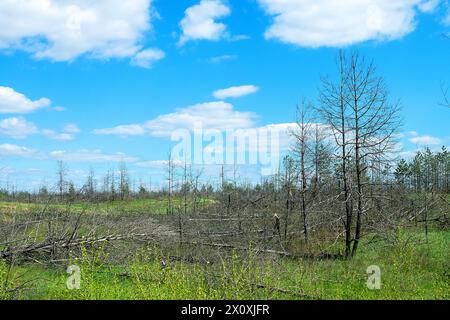 La foresta di pini piantati si è seccata a causa della siccità, gli incendi boschivi, la ricrescita di arbusti, il sottobosco di specie di alberi dalle piccole foglie tolleranti alla siccità Foto Stock
