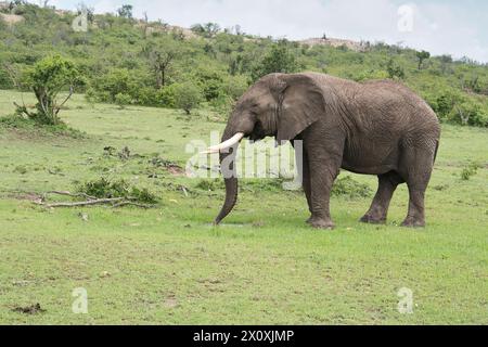 Elefante africano (Loxodonta africana), un giovane maschio adulto (toro) in un piccolo pozzo d'acqua temporaneo dopo lunghe piogge non stagionali Foto Stock